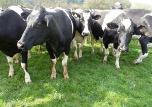 Norbury cows LR